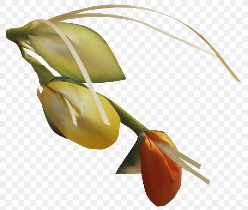 Cut Flowers Plant Bud Tulip, PNG, 1855x1572px, Flower, Bud, Cut Flowers, Flowering Plant, Petal Download Free