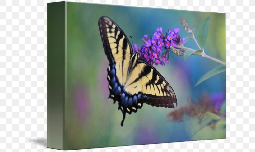 Monarch Butterfly Gallery Wrap Brush-footed Butterflies Eastern Tiger Swallowtail, PNG, 650x489px, Monarch Butterfly, Art, Brush Footed Butterfly, Brushfooted Butterflies, Butterfly Download Free