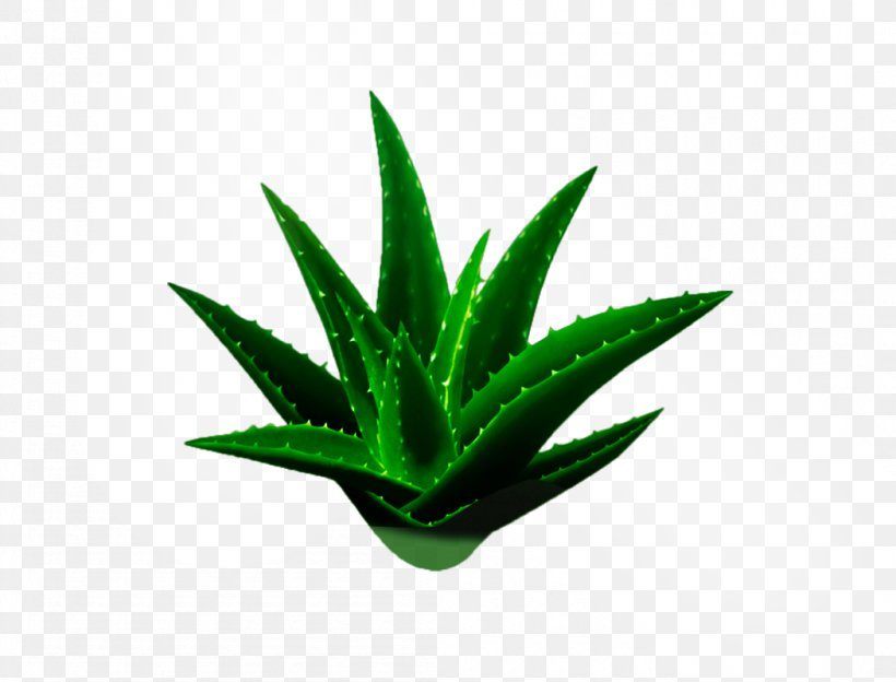 Aloe Vera Aloe Arborescens Gel Aloin Medicinal Plants, PNG, 1050x800px, Aloe Vera, Agave, Aloe, Aloe Arborescens, Aloin Download Free