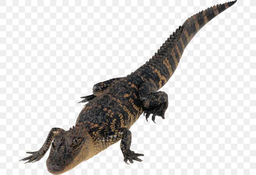 Crocodiles Clip Art Agamas, PNG, 699x560px, Crocodile, Agama, Agamas, Agamidae, Alligator Download Free