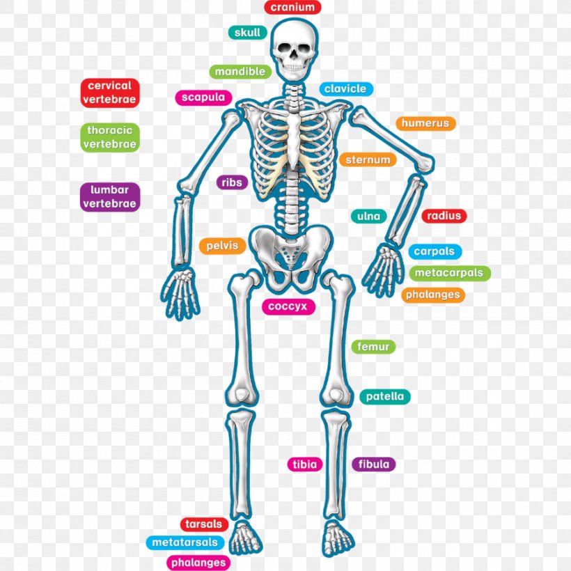 Human Skeleton Human Body Bone Joint, PNG, 900x900px, Watercolor, Cartoon, Flower, Frame, Heart Download Free