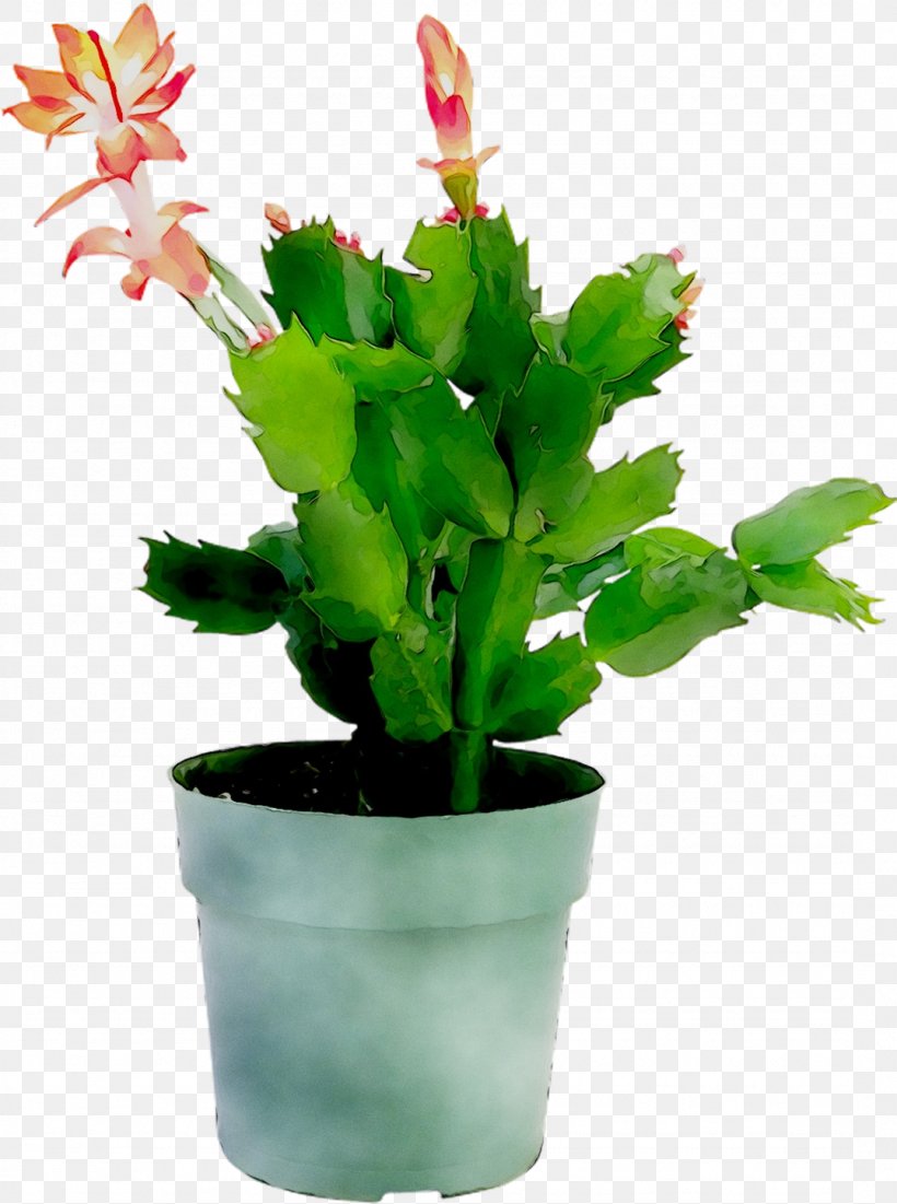 Epiphyllum Flowerpot Houseplant Leaf Plant Stem, PNG, 1076x1445px, Epiphyllum, Flower, Flowering Plant, Flowerpot, Herb Download Free