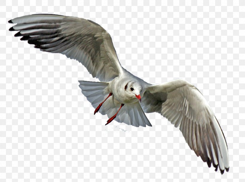 Gulls Seabird Goose Pelican, PNG, 930x693px, Gulls, Beak, Bird, Bird Flight, Canada Goose Download Free