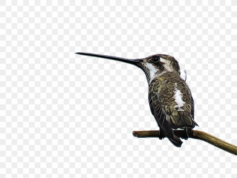 Hummingbird, PNG, 1920x1438px, Bird, Beak, Coraciiformes, Hummingbird, Paint Download Free