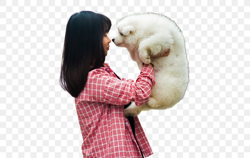 Puppy Samoyed Dog Pet Pharmaceutical Drug, PNG, 500x519px, Puppy, Antiparasitic, Bear, Breed Group Dog, Canidae Download Free