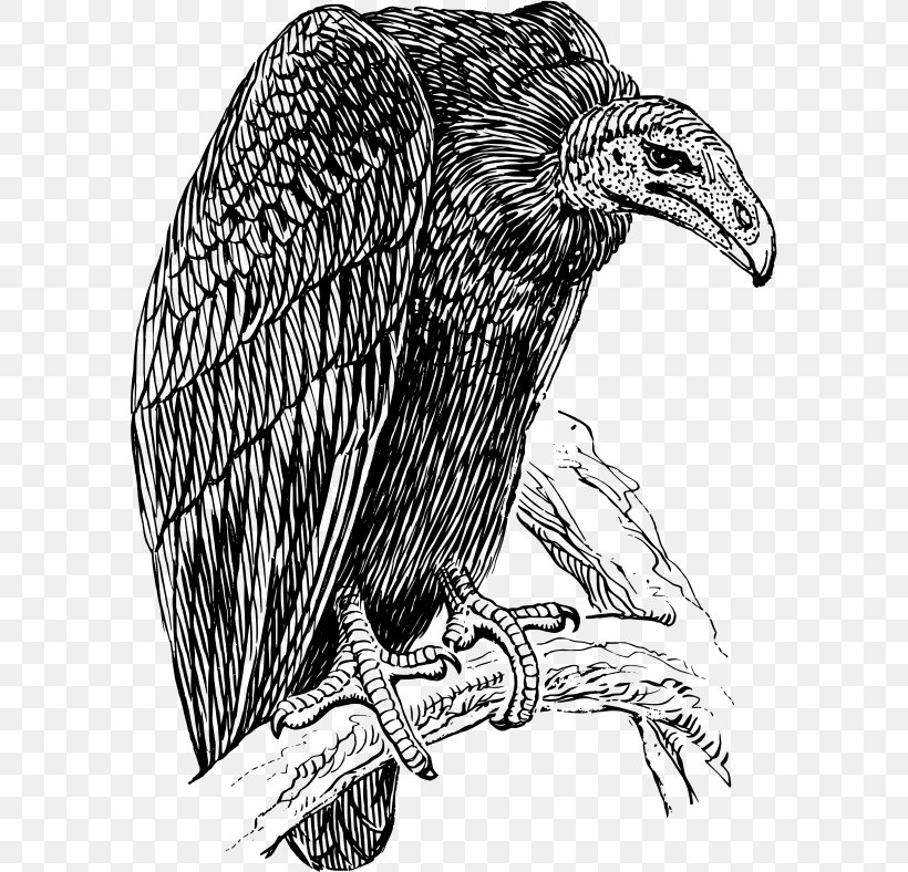 Turkey Vulture Drawing Clip Art, PNG, 585x788px, Turkey Vulture, Art, Bald Eagle, Beak, Bird Download Free