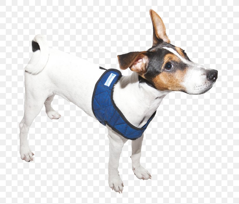 Dog Breed Rat Terrier Toy Fox Terrier Tenterfield Terrier Jack Russell Terrier, PNG, 750x702px, Dog Breed, Breed, Collar, Companion Dog, Dog Download Free