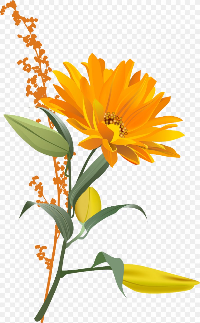 Flower, PNG, 835x1349px, Flower, Calendula, Chrysanthemum, Cut Flowers, Daisy Download Free