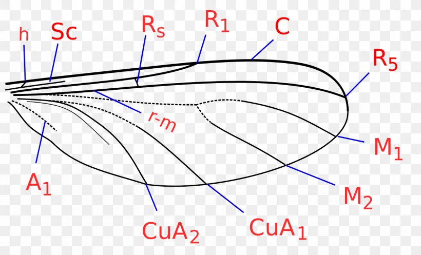 Mycetophilidae Mosquito Catalogue Of Palaearctic Diptera Bolitophila Insect Wing, PNG, 1280x776px, Mycetophilidae, Area, Blow Flies, Bolitophila, Botfly Download Free