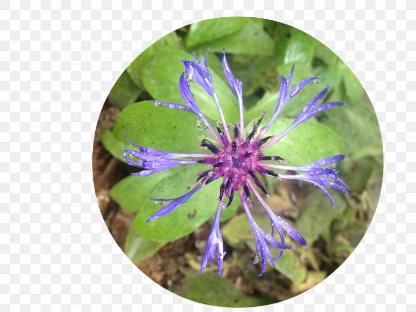 Purple Violet Wildflower Plant, PNG, 1600x1200px, Purple, Flora, Flower, Plant, Violet Download Free