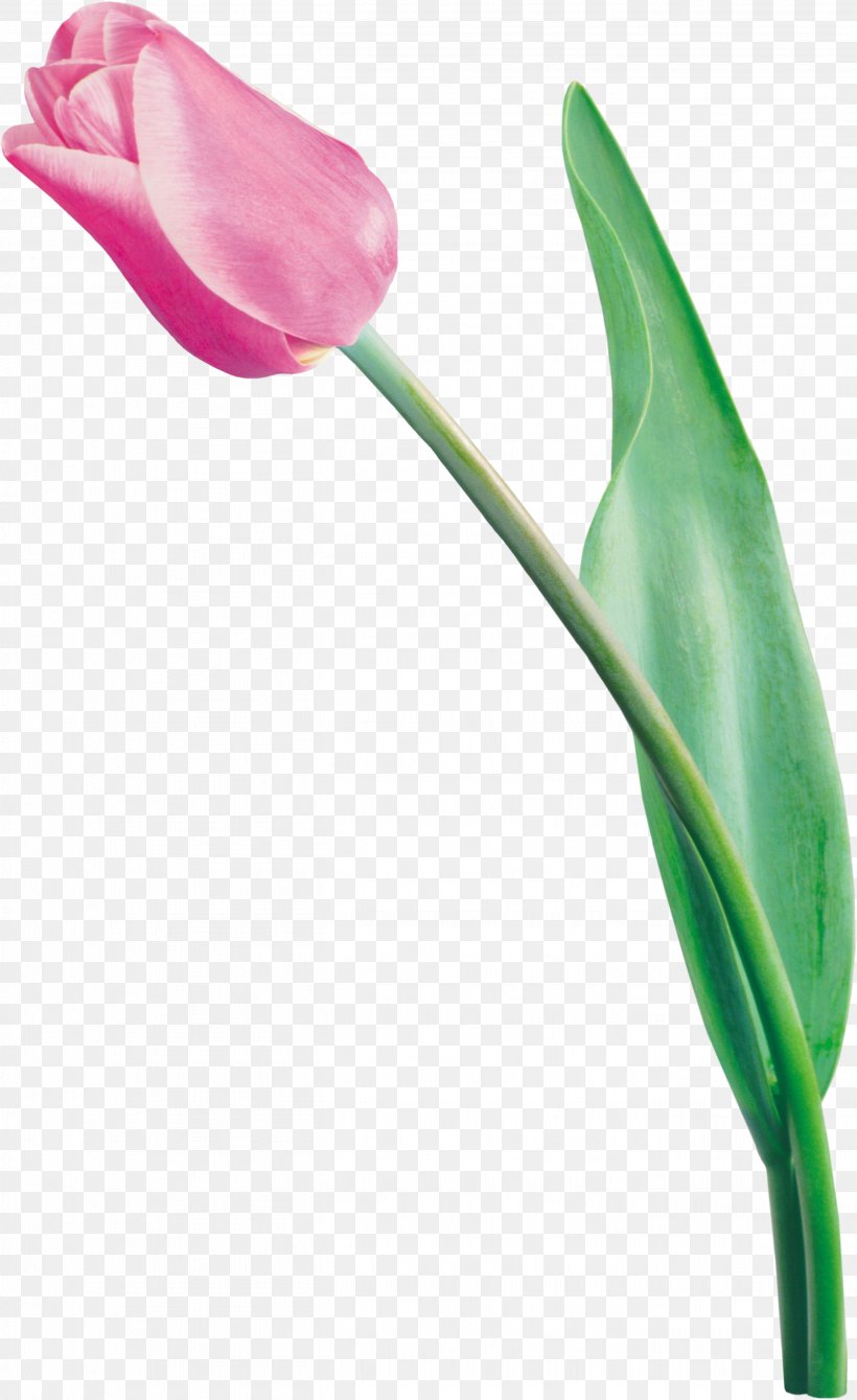 Tulip Flower Bouquet, PNG, 2708x4425px, Tulip, Arum, Bud, Color, Digital Image Download Free