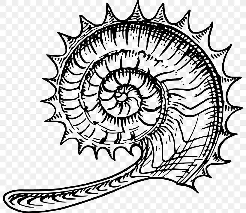 Ammonites Nautilidae Clip Art, PNG, 800x712px, Ammonites, Area, Artwork, Black And White, Drawing Download Free