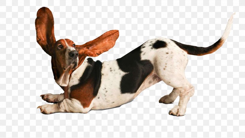 Basset Hound Puppy Yoga Dogs Beagle Doga, PNG, 2120x1192px, Basset Hound, Bark, Beagle, Breed, Carnivoran Download Free