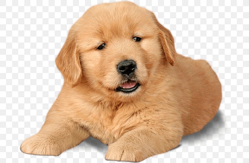 Golden Retriever Puppy Labrador Retriever Chow Chow, PNG, 692x536px, Golden Retriever, American Kennel Club, Ancient Dog Breeds, Breed, Canidae Download Free
