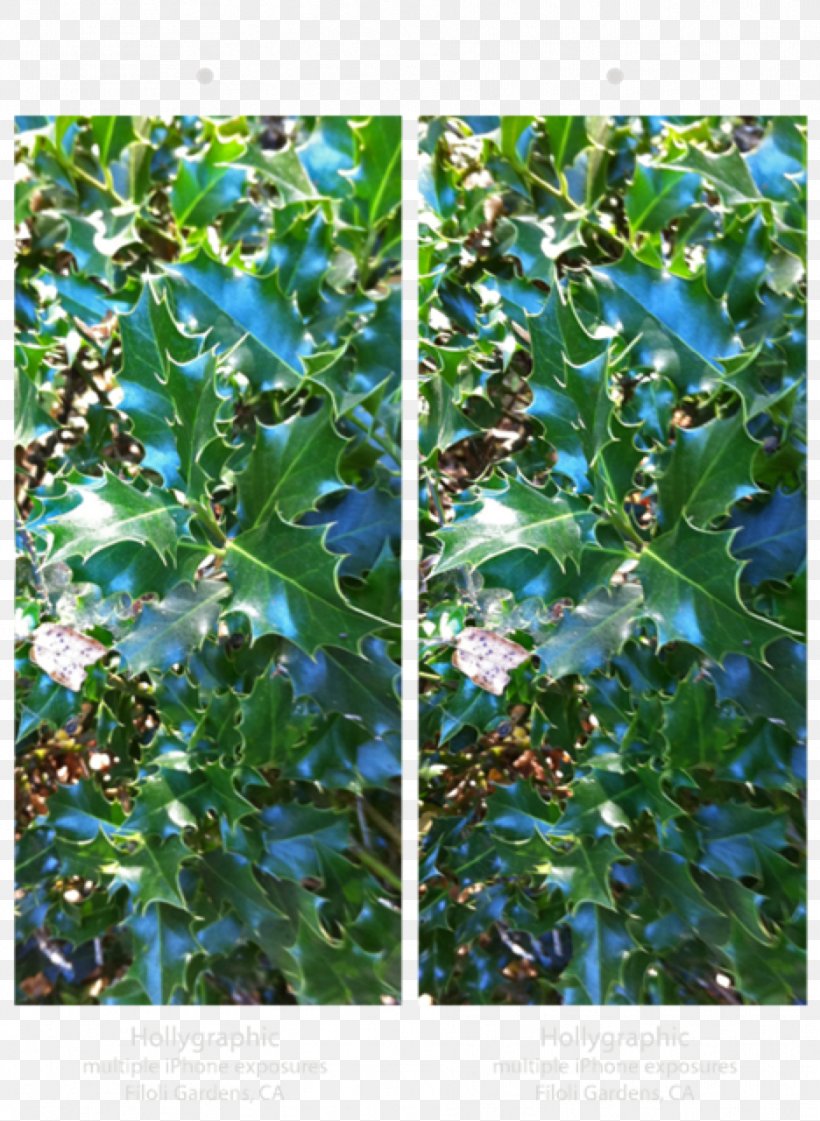 Holly Evergreen Leaf Aquifoliaceae, PNG, 936x1280px, Holly, Aquifoliaceae, Branch, Evergreen, Leaf Download Free