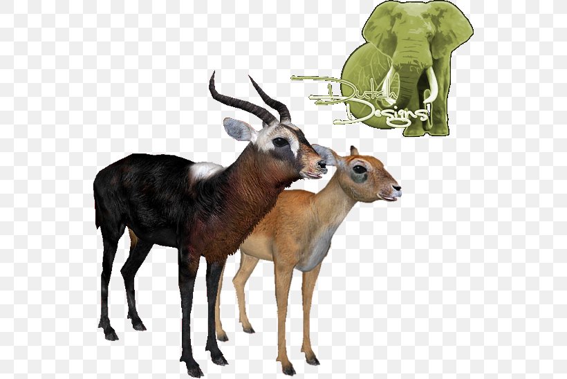 Library Cartoon, PNG, 551x548px, Waterbuck, Animal, Antelope, Cowgoat Family, Deer Download Free