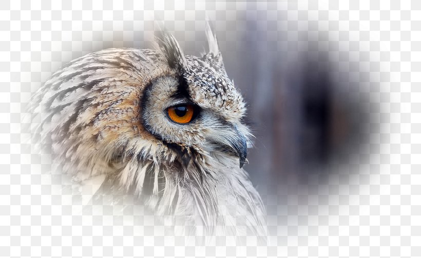 Owl Bird Desktop Wallpaper Xiaomi Redmi 2 Prime Wallpaper, PNG, 800x503px, Owl, Beak, Bird, Bird Of Prey, Close Up Download Free