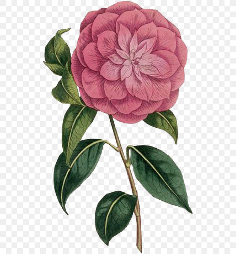 Pink Flower Cartoon, PNG, 523x880px, Curtiss Botanical Magazine, Cabbage Rose, Camellia, China Rose, Chinese Peony Download Free