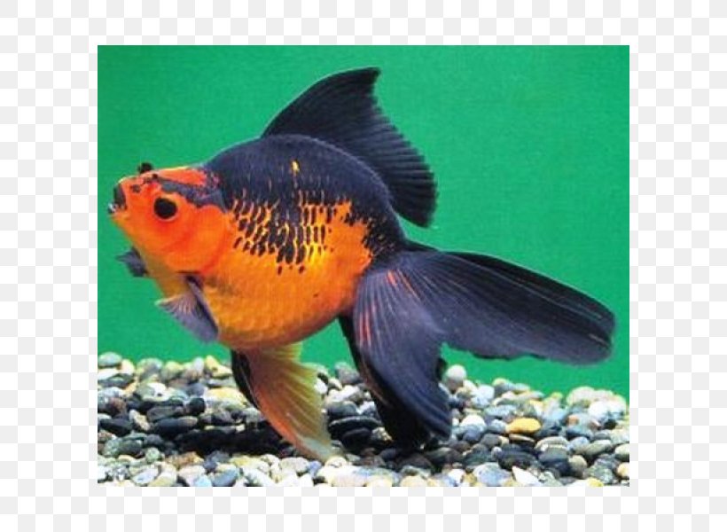 Ryukin Veiltail Ranchu Common Goldfish Feeder Fish, PNG, 600x600px, Ryukin, Aquarium, Aquariums, Bony Fish, Breed Download Free