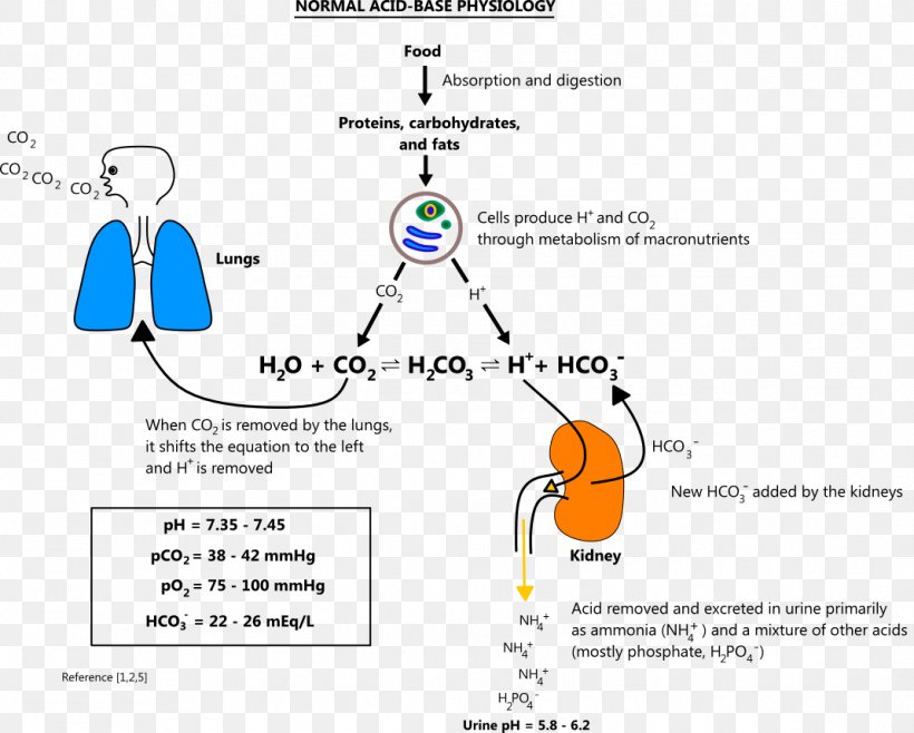 Acid–base Imbalance Acid–base Reaction Metabolic Alkalosis, PNG, 1069x859px, Watercolor, Cartoon, Flower, Frame, Heart Download Free