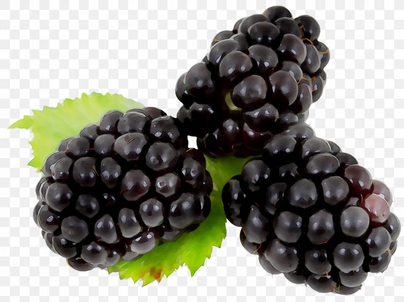 Blackberry Fruit Brambles Raspberry Berries, PNG, 1734x1296px, Blackberry, Accessory Fruit, Berries, Berry, Black Raspberry Download Free