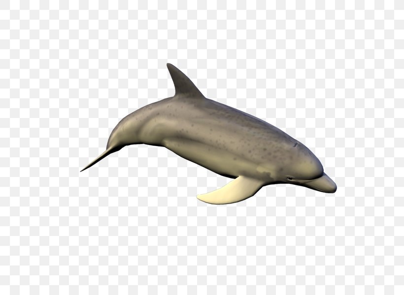Common Bottlenose Dolphin Short-beaked Common Dolphin Tucuxi Rough-toothed Dolphin Spotted Dolphins, PNG, 800x600px, Common Bottlenose Dolphin, Biology, Bottlenose Dolphin, Dolphin, Fauna Download Free