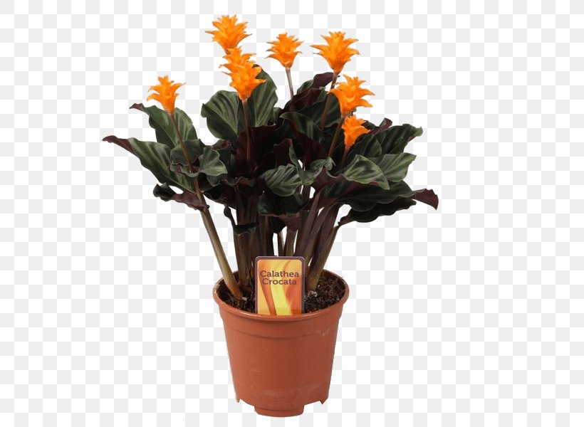 Houseplant Eternal Flame Calatheas Flowerpot, PNG, 600x600px, Houseplant, Artificial Flower, Bonsai, Cactaceae, Calatheas Download Free