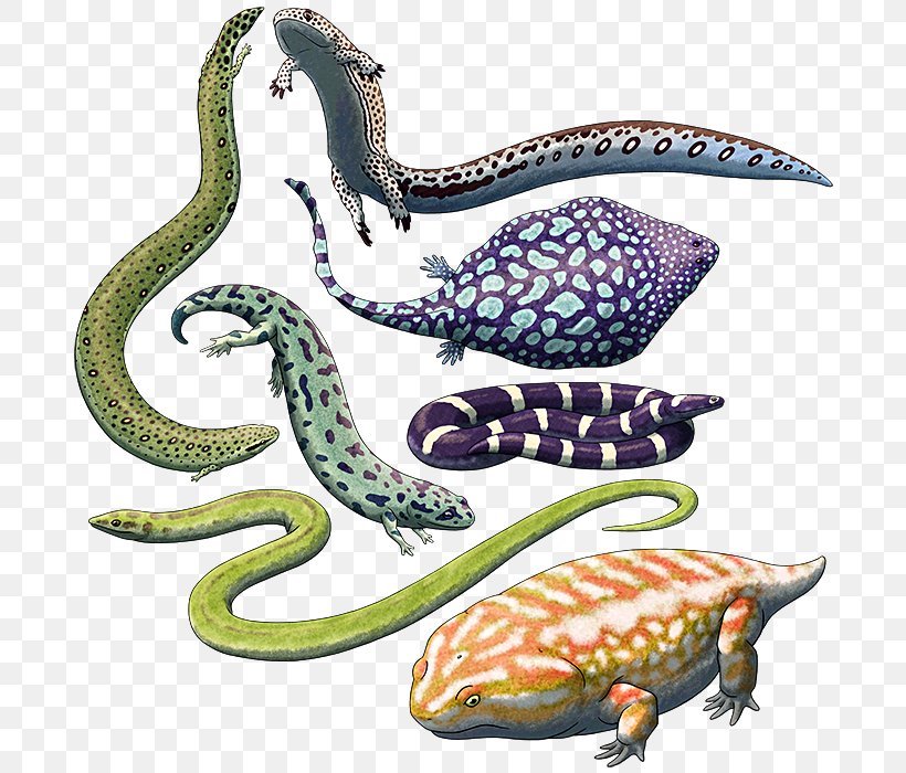 Lepospondyli Temnospondyli Animal Koolasuchus Reptile, PNG, 700x700px, Lepospondyli, Amphibian, Animal, Animal Figure, Blog Download Free