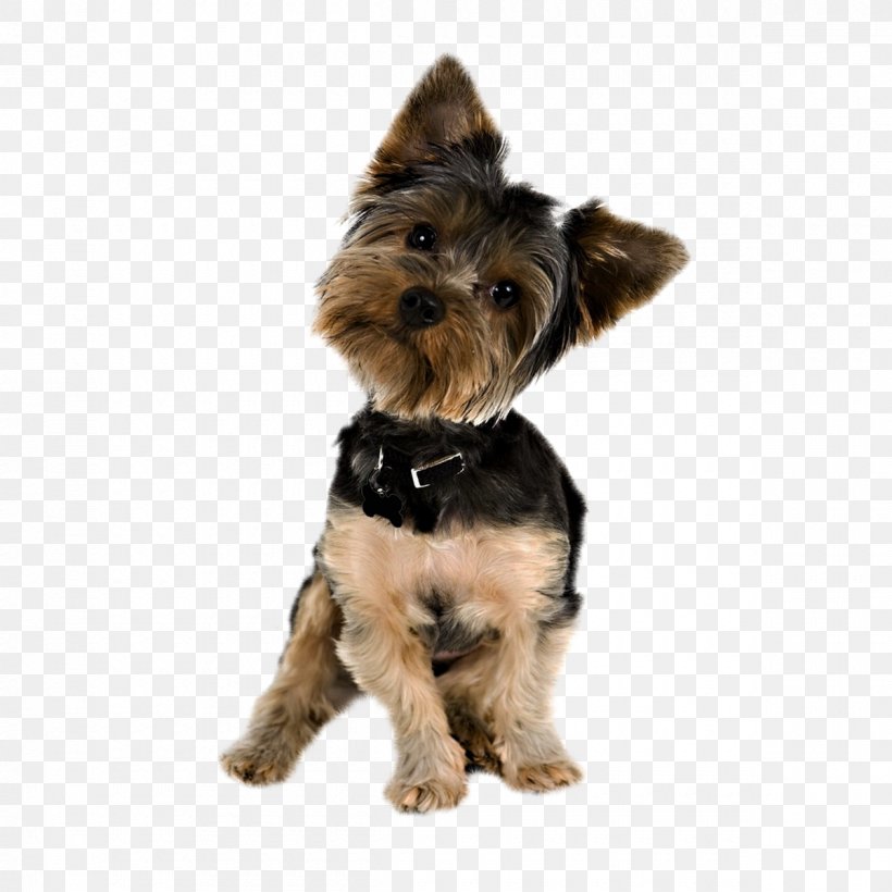 Yorkshire Terrier Puppy Yorkipoo Pug Golden Retriever, PNG, 1200x1200px, Yorkshire Terrier, Australian Silky Terrier, Australian Terrier, Breed, Cairn Terrier Download Free