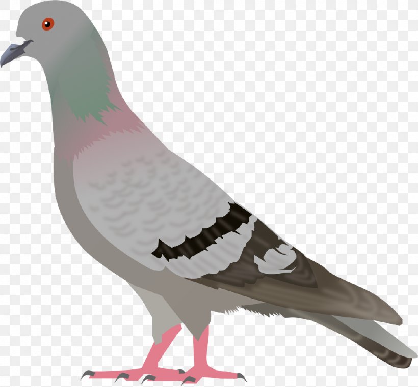 English Carrier Pigeon Columbidae Bird Clip Art, PNG, 1103x1024px, English Carrier Pigeon, Beak, Bird, Columbidae, Domestic Pigeon Download Free