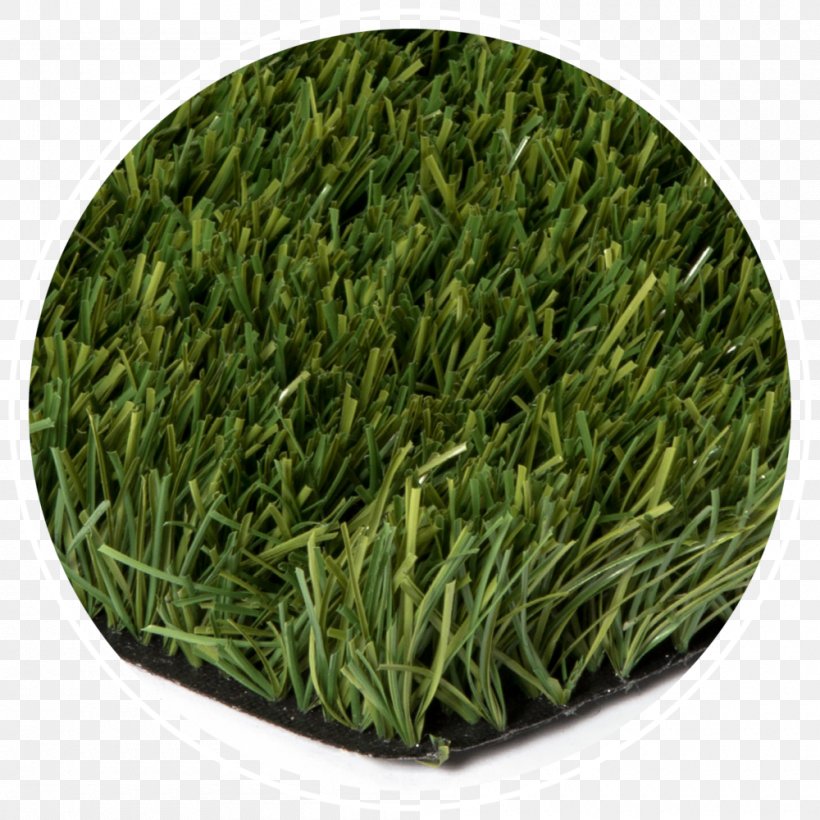 Grasses Economy Lawn Tanner's Turf, PNG, 1000x1000px, Grasses, Economy, Family, Flexibility, Grass Download Free