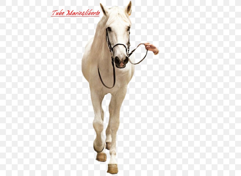 Halter Mustang Mare Stallion Horse Harnesses, PNG, 600x600px, Halter, Bridle, Horse, Horse Harness, Horse Harnesses Download Free