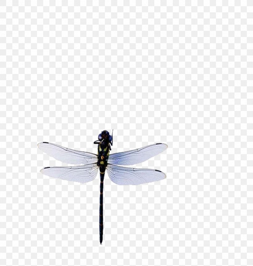 Insect Dragonfly Blue, PNG, 1351x1423px, Insect, Animal, Arthropod, Blue, Cyan Download Free