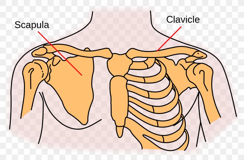 Shoulder Girdle Scapula Clavicle Sternoclavicular Joint, PNG, 1920x1261px, Watercolor, Cartoon, Flower, Frame, Heart Download Free