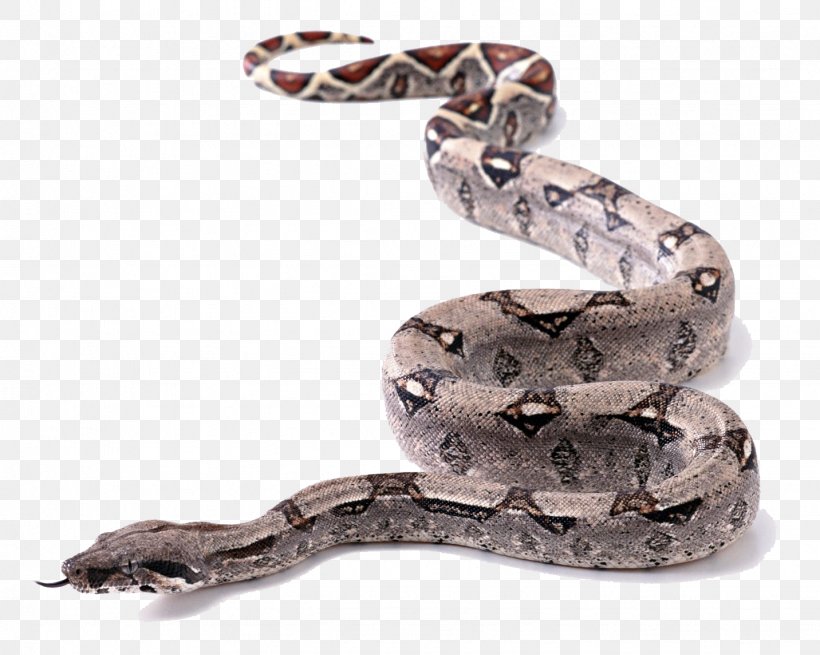 Snake King Cobra Ball Python, PNG, 1432x1145px, Snake, Ball Python, Black Rat Snake, Boa Constrictor, Boas Download Free