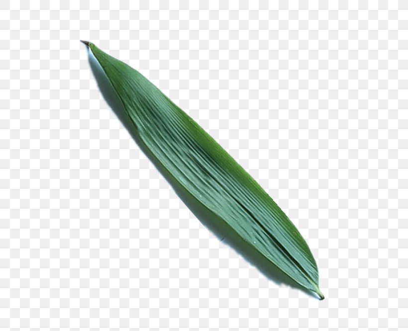 Zongzi Leaf, PNG, 500x666px, Zongzi, Leaf Download Free