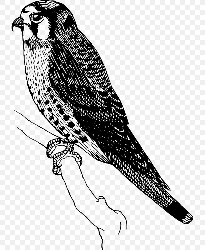 Bird Drawing, PNG, 727x1000px, Sparrow, Accipitridae, Bald Eagle, Beak, Bird Download Free