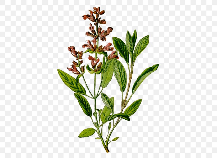 Common Sage Herbalism Botanical Illustration Medicinal Plants, PNG, 600x600px, Common Sage, Anise, Arborvitae, Botanical Illustration, Botanical Name Download Free
