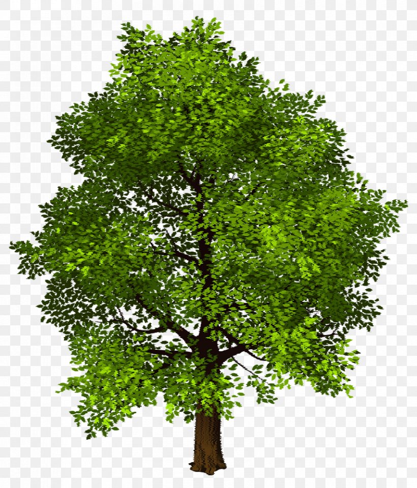 Shade Tree Clip Art, PNG, 853x999px, Shade Tree, Birch, Branch, Cedar, Deciduous Download Free