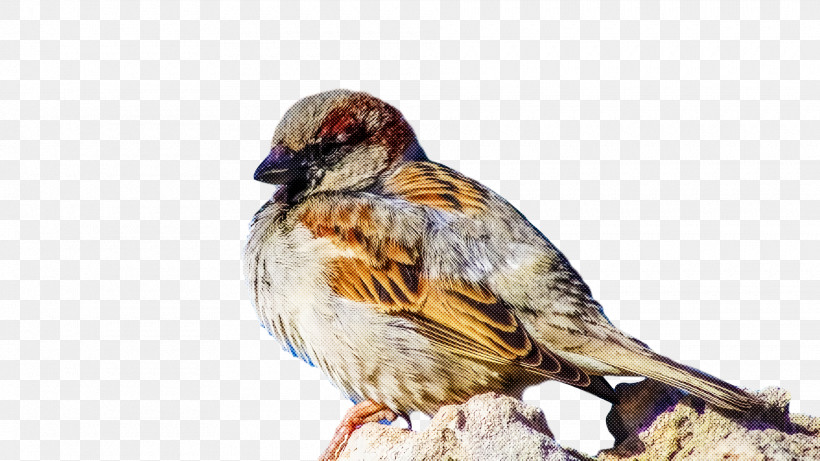 Bird, PNG, 1920x1080px, Bird, Beak, Finch, House Sparrow, Perching Bird Download Free