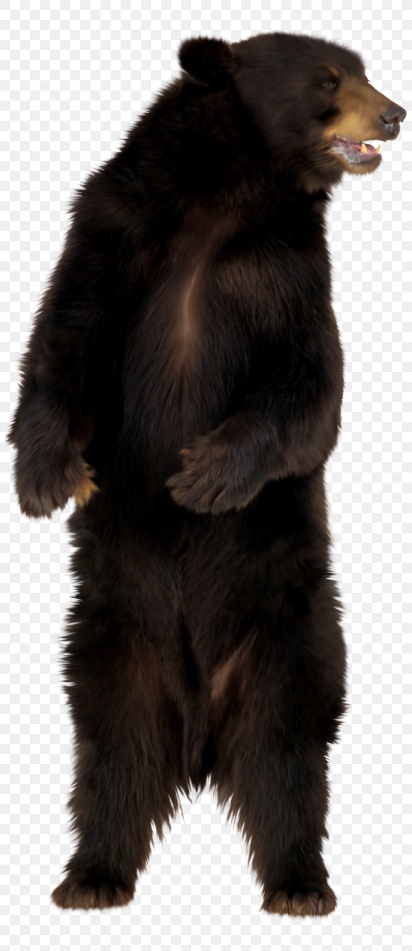 Brown Bear Clip Art, PNG, 800x1892px, Bear, American Black Bear, Brown Bear, Carnivoran, Clipping Path Download Free