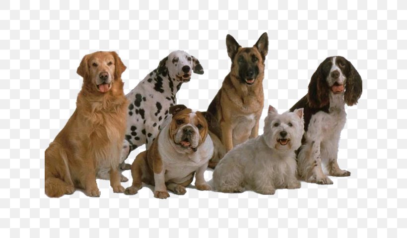 Dog Breed Genetic Diversity Bulldog Kennel, PNG, 640x480px, Breed, Avito, Breed Standard, Bulldog, Carnivoran Download Free