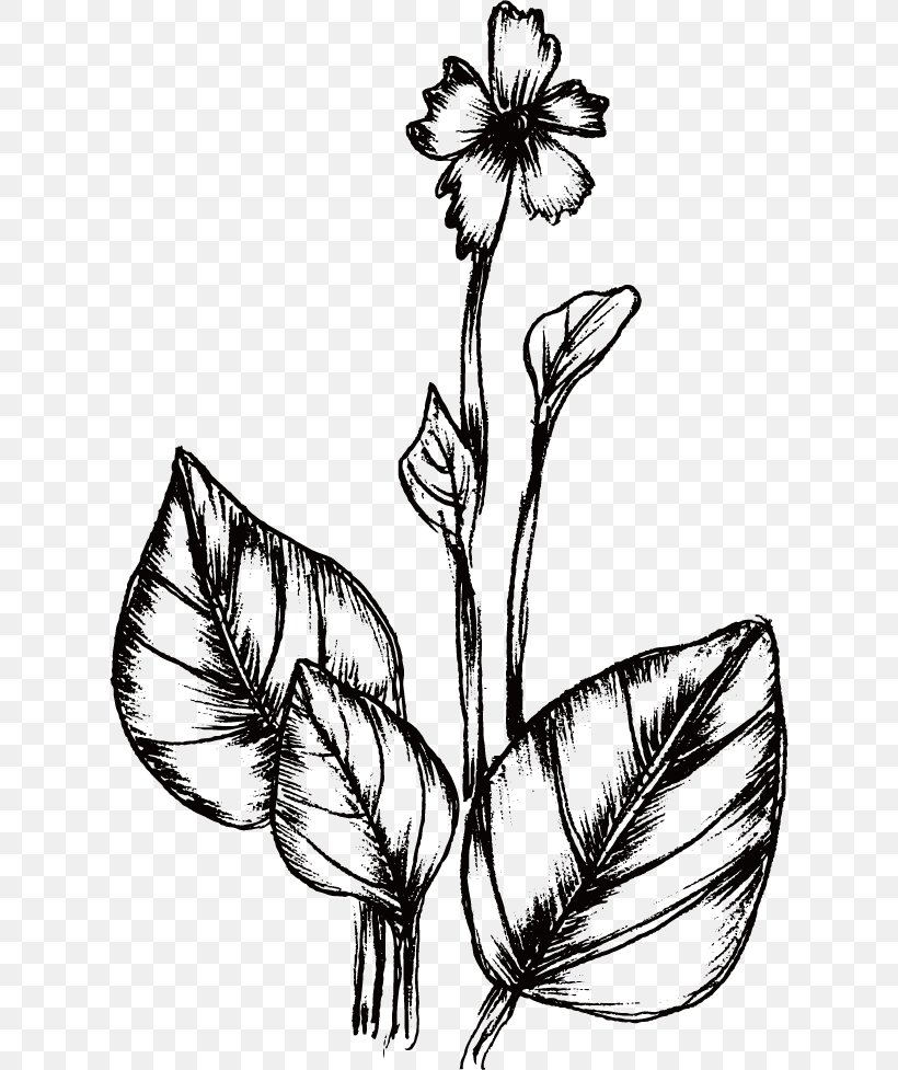 Drawing Plant Flower, PNG, 620x977px, Drawing, Art, Black And White, Branch, Brush Download Free