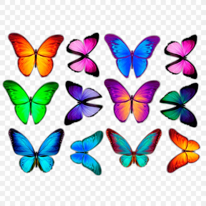 Monarch Butterfly Sticker Wall Decal Borboleta Image, PNG, 1000x1000px, Monarch Butterfly, Borboleta, Brush Footed Butterfly, Brushfooted Butterflies, Butterfly Download Free