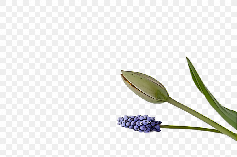 Spring, PNG, 1920x1280px, Spring, Flower, Grape Hyacinth, Plant Download Free