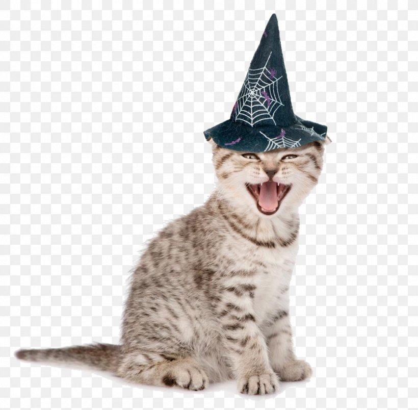 Happy Laughing Cat, PNG, 1000x981px, Kitten, American Shorthair, American Wirehair, Asian, California Spangled Download Free