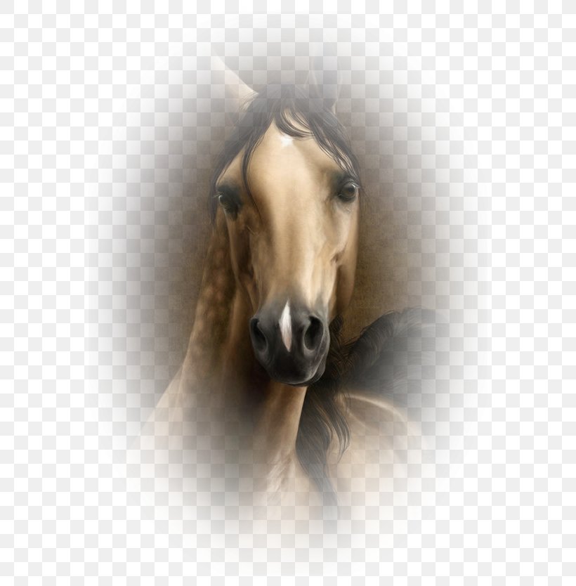 Mustang Stallion Pony Snout Equestrian, PNG, 600x834px, Mustang, Animal, Bridle, Close Up, Equestrian Download Free