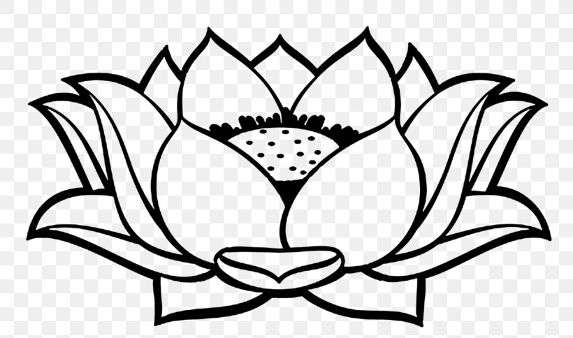 Nelumbo Nucifera Drawing Clip Art, PNG, 768x484px, Nelumbo Nucifera, Artwork, Black, Black And White, Branch Download Free