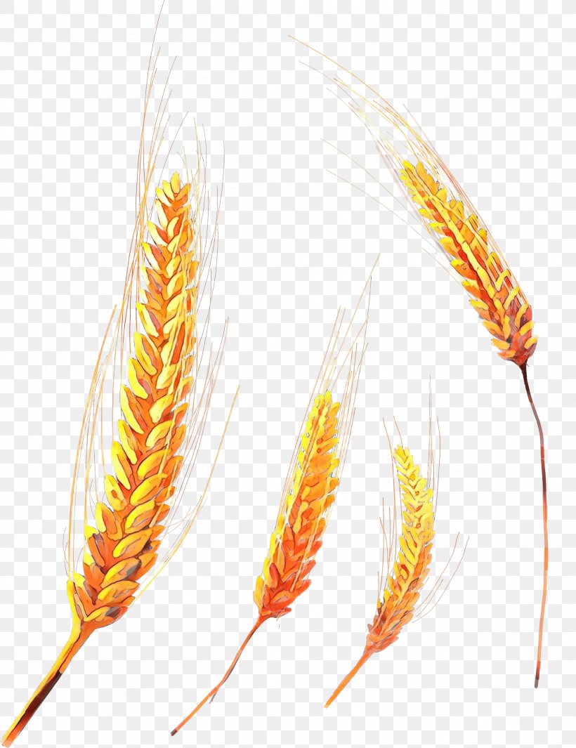 Wheat Cartoon, PNG, 2309x2999px, Cereal, Bread, Common Wheat, Corn, Ear Download Free