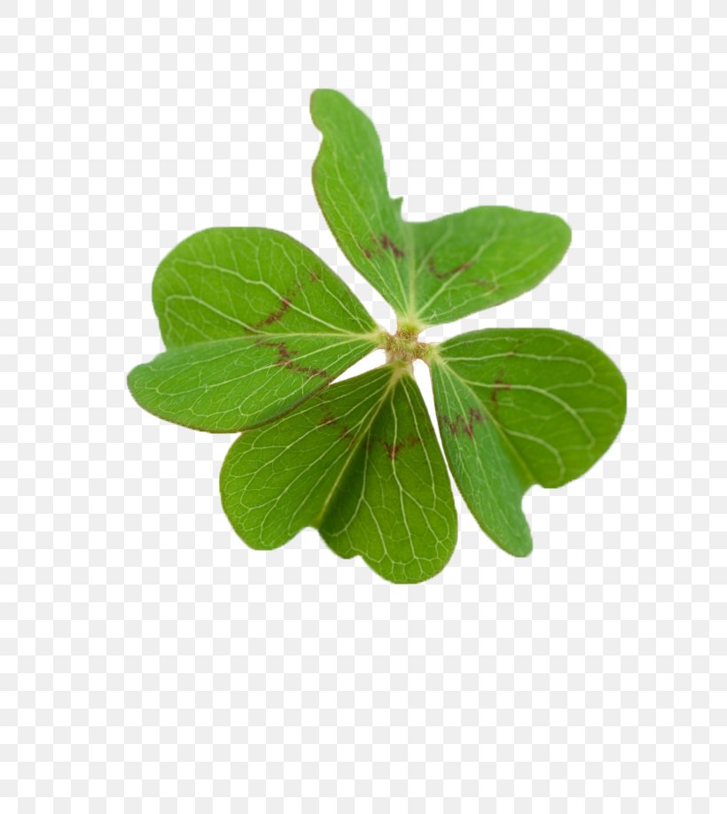 Benedictijnse Regels Four-leaf Clover Oxalis Tetraphylla Luck, PNG, 650x919px, Fourleaf Clover, Clover, Getty Images, Herb, Leaf Download Free